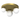 Milagro Bibione 3L ceiling lamp G9 H 15cm