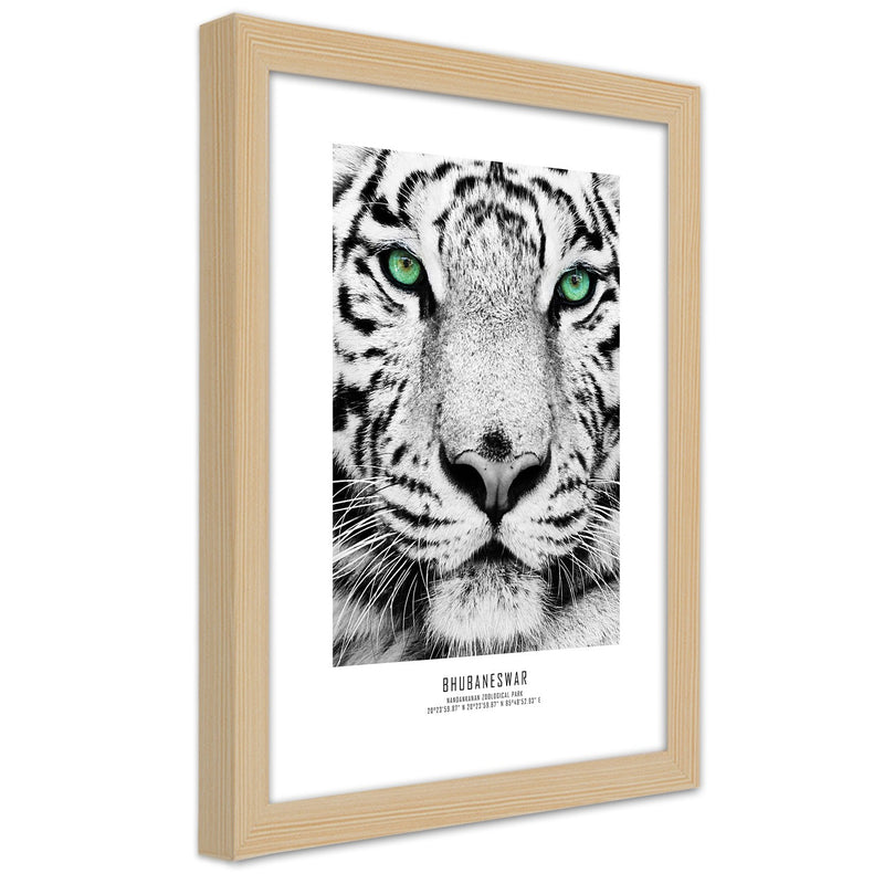 Picture in natural frame, White tiger