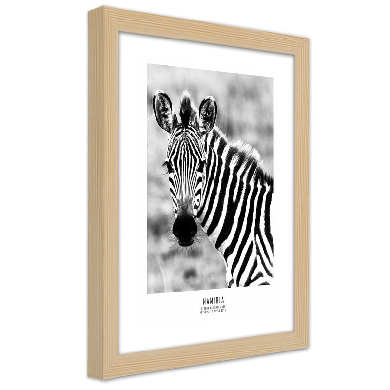 Picture in natural frame, Curious zebra
