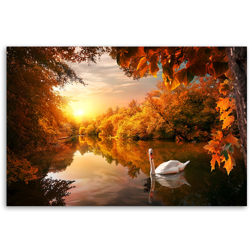Canvas print, Swan on the pond autumn