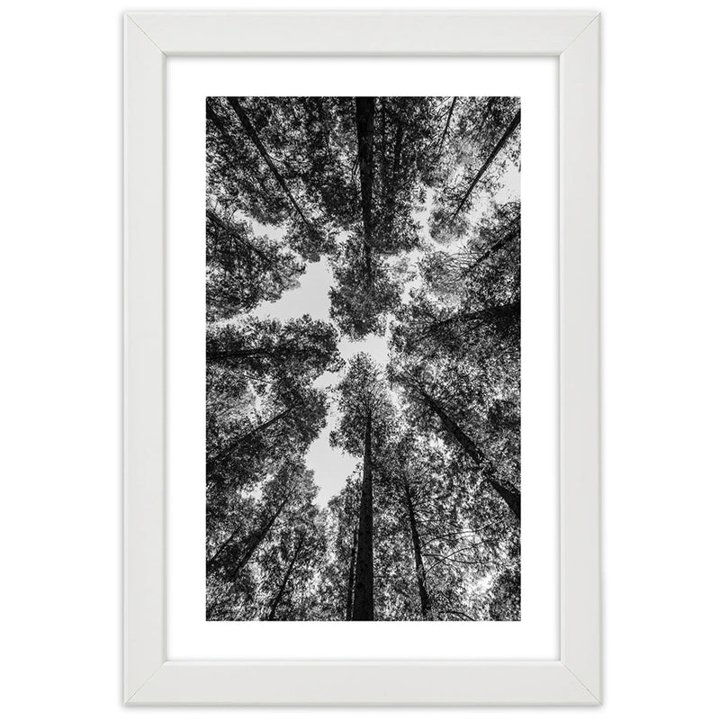 Picture in white frame, Crowns of trees