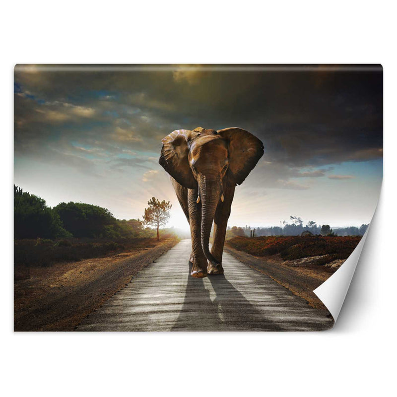 Wallpaper, Elephant in the way animal Africa