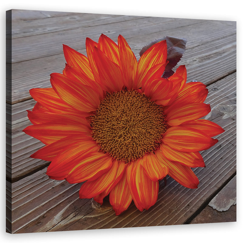 Canvas print, Orange sunflower