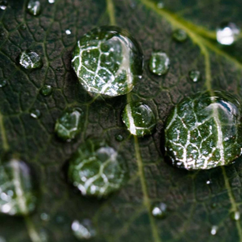 Room divider Double-sided rotatable, Raindrop on a raindrop on a leaf