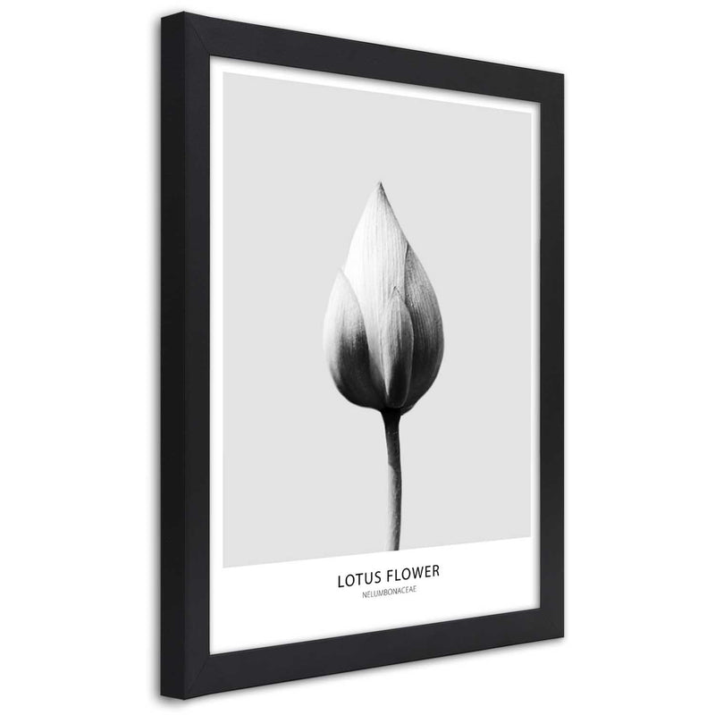 Imagen en marco negro, capullo de loto blanco
