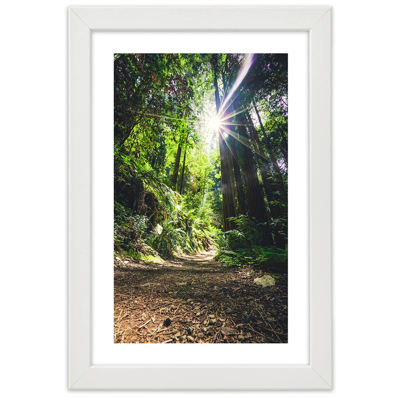 Picture in white frame, Path in a dense forest