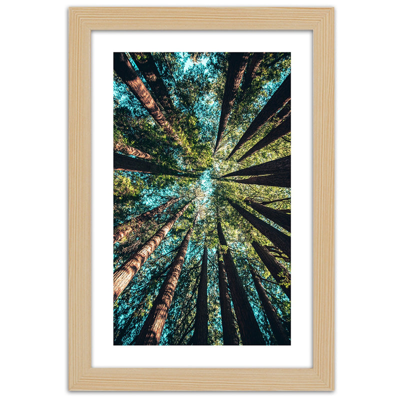 Picture in natural frame, The branches of tall trees