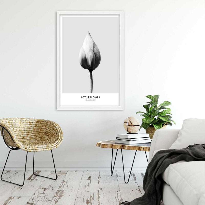 Picture in white frame, White lotus bud
