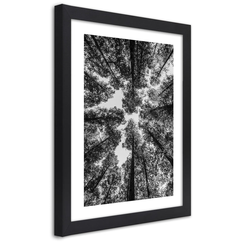 Picture in black frame, Crowns of trees