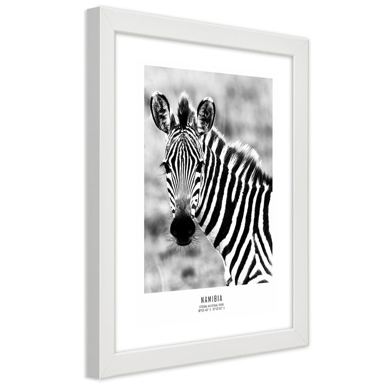 Picture in white frame, Curious zebra