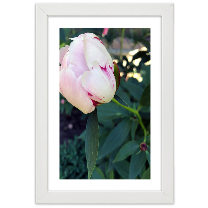 Picture in white frame, White peony