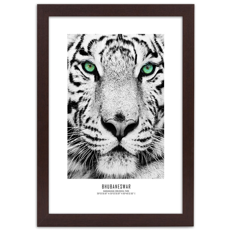 Picture in brown frame, White tiger