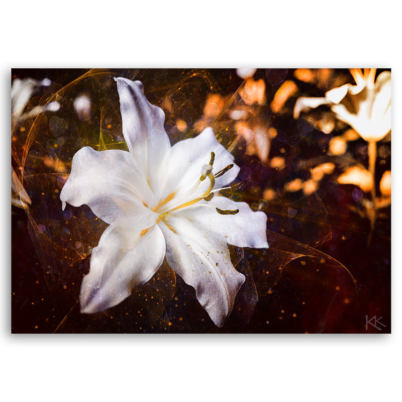 Canvas print, White lily on brown background