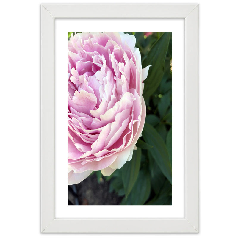 Picture in white frame, Pretty pink peony