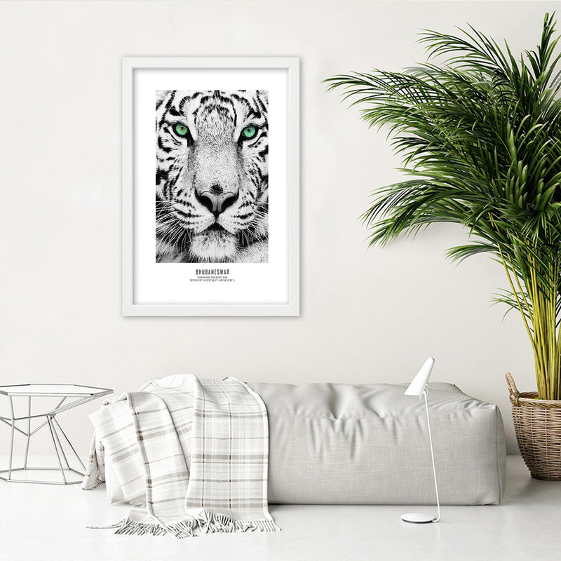 Picture in white frame, White tiger