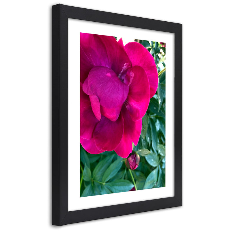 Picture in black frame, Pink peony