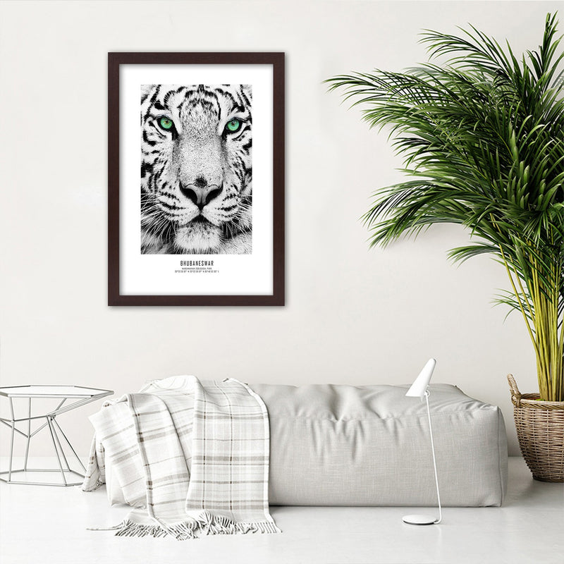 Picture in brown frame, White tiger