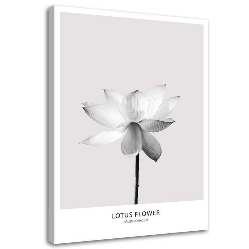 Canvas print, White lotus flower