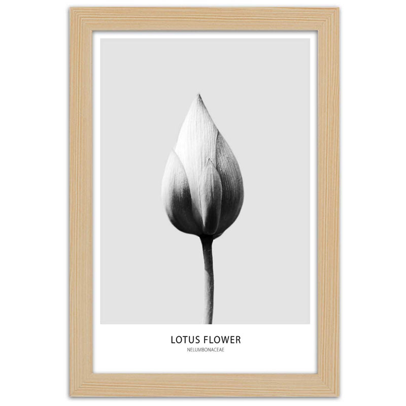 Picture in natural frame, White lotus bud