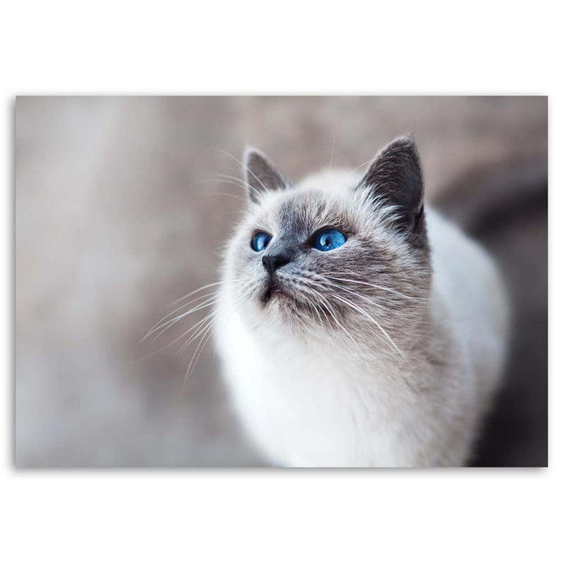 Deco panel print, Siberian cat