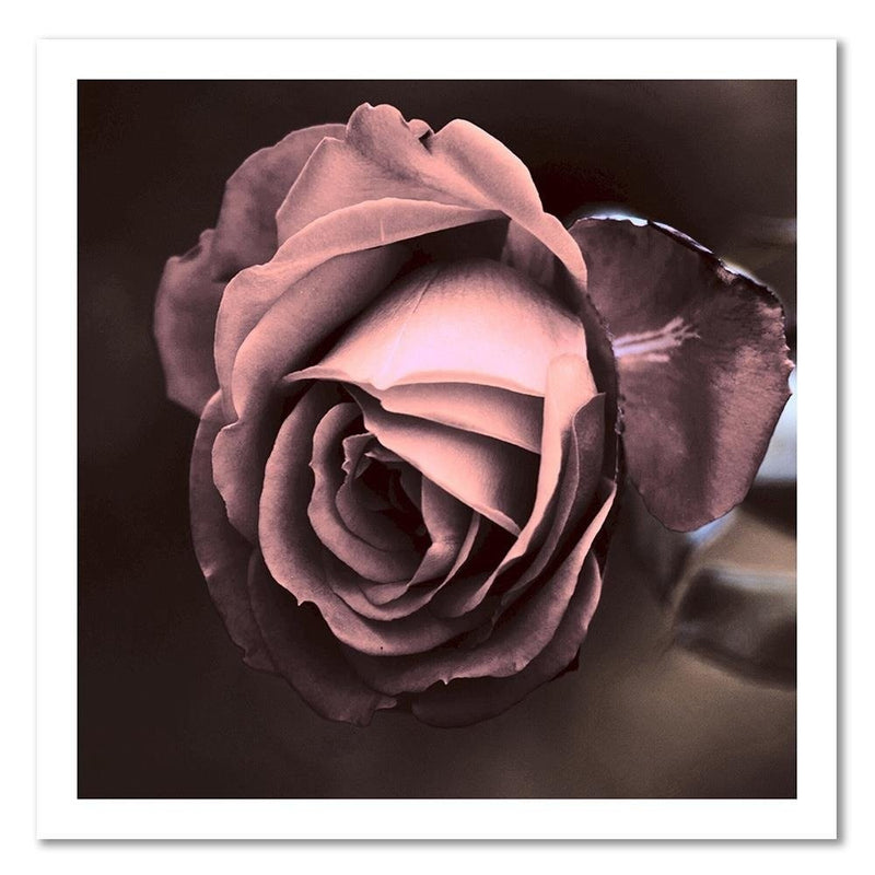 Canvas print, Beautiful rose