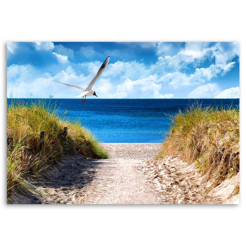 Canvas print, Path to the beach and a seagull