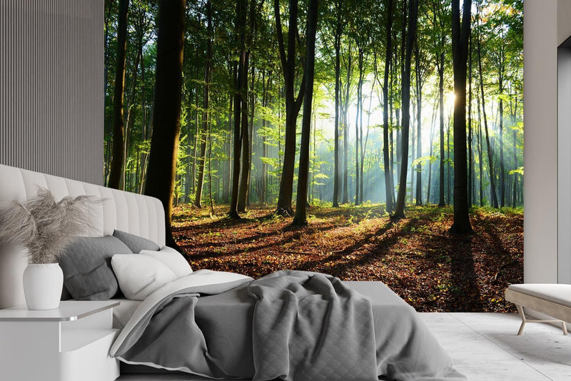 Wallpaper, Morning in the forest