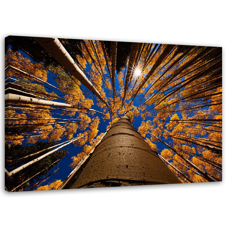 Canvas print, Crowns of trees