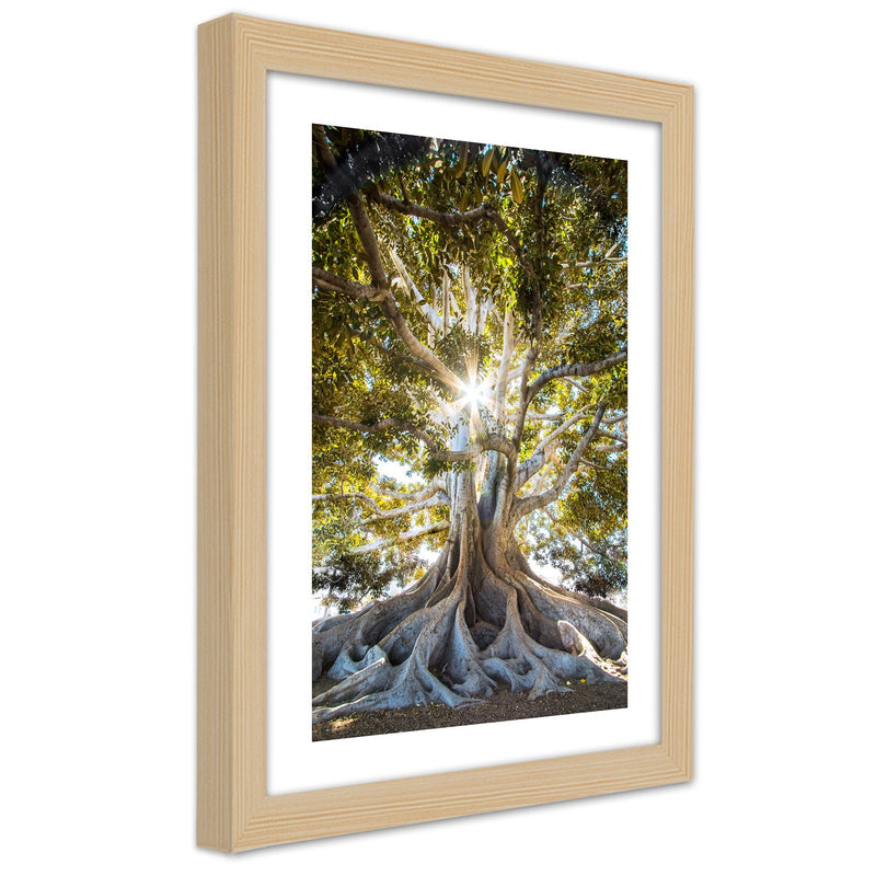 Picture in natural frame, Large exotic tree