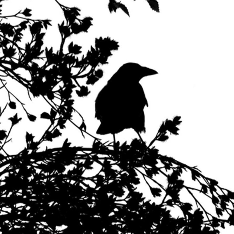 Separador de ambientes Doble cara, Pájaro negro en la rama