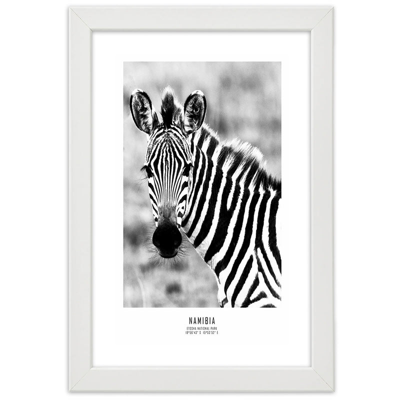 Picture in white frame, Curious zebra