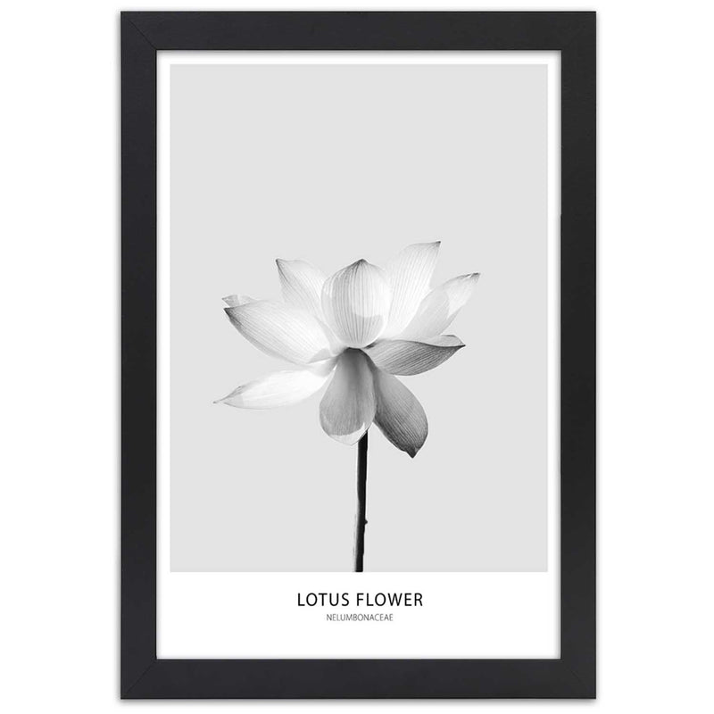 Cuadro en marco negro, Flor de loto blanca.