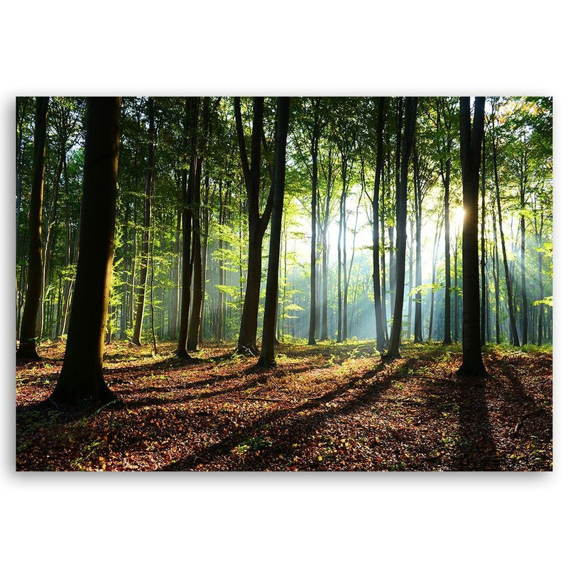 Canvas print, Forest at sunrise