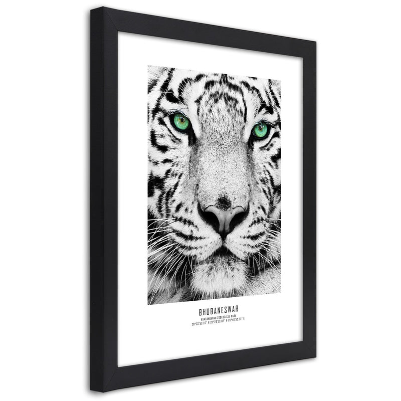 Picture in black frame, White tiger