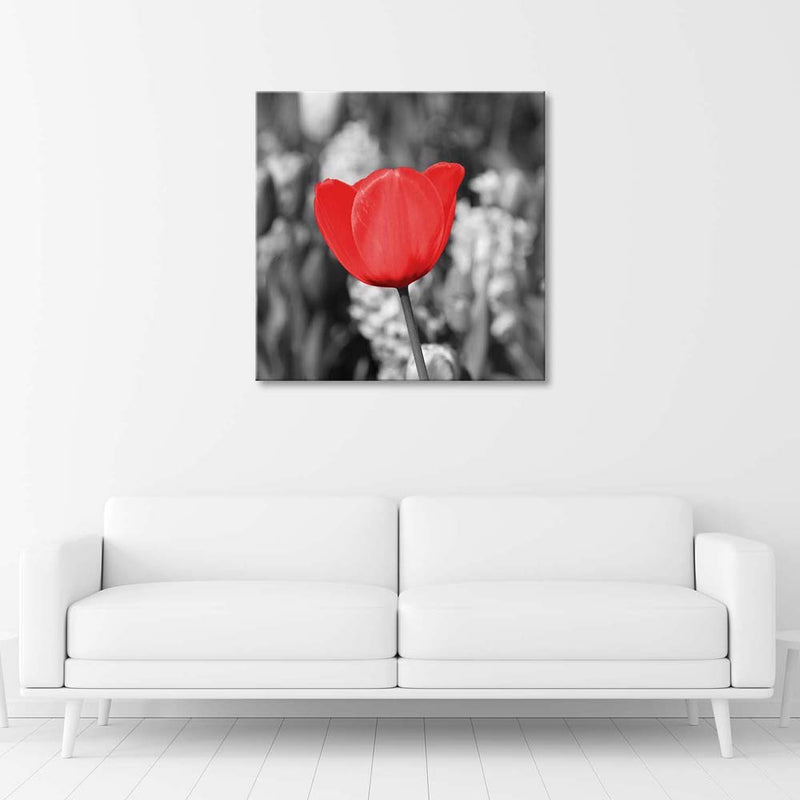 Canvas print, Red tulip in the meadow