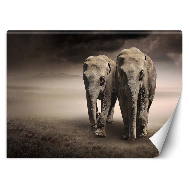 Wallpaper, Elephant couple animals