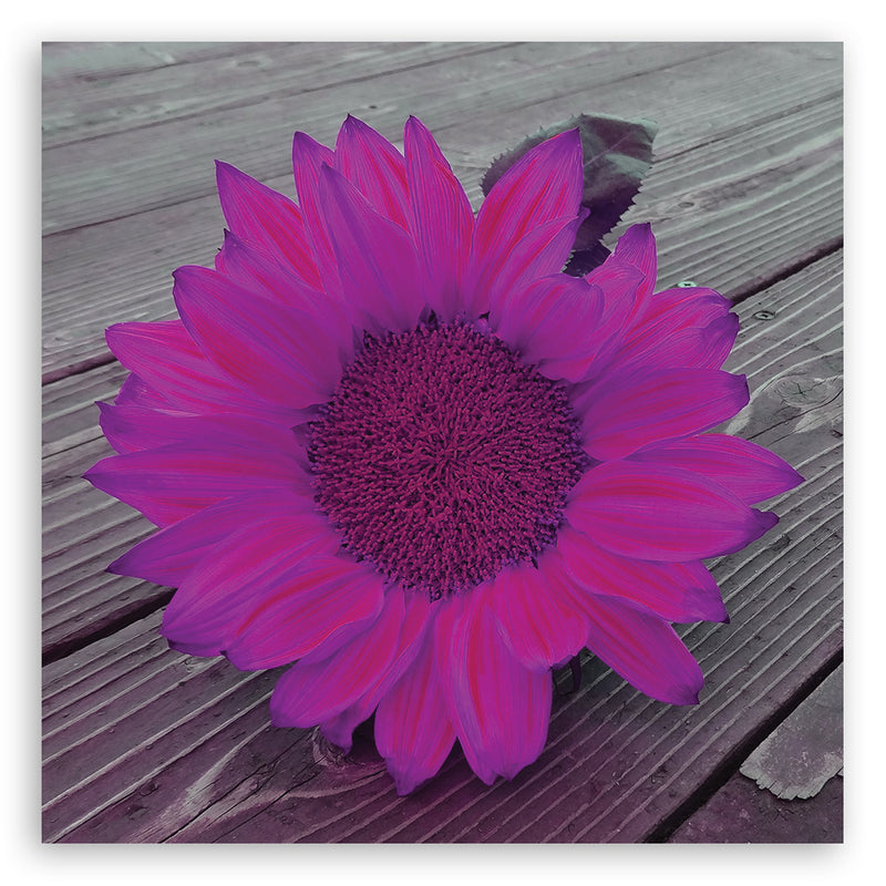 Canvas print, Pink sunflower