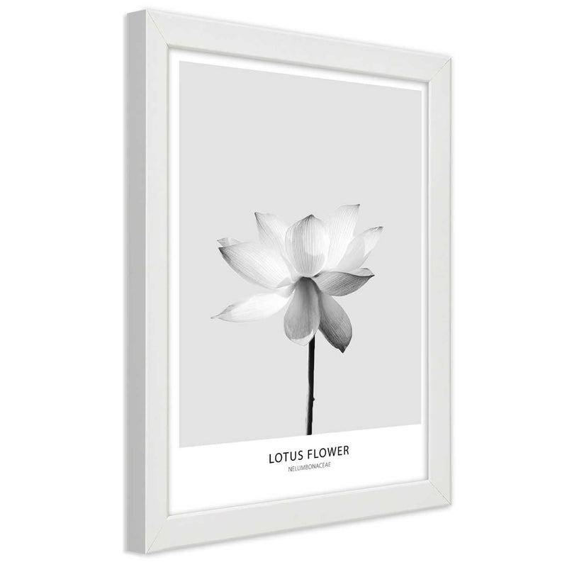 Picture in white frame, White lotus flower