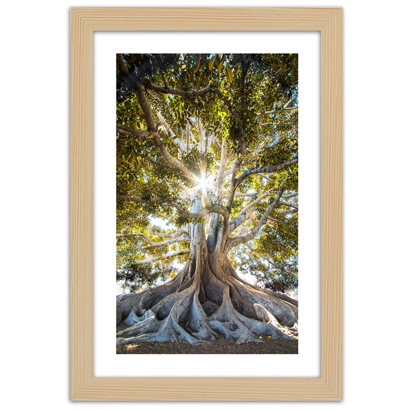 Picture in natural frame, Large exotic tree
