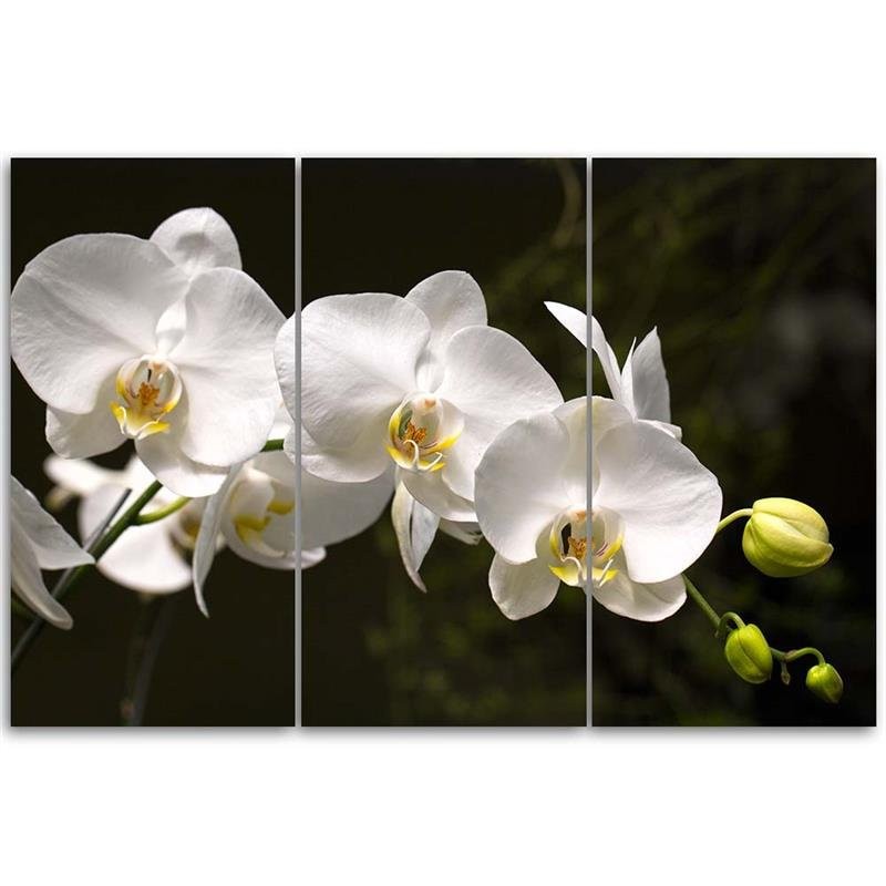 Three piece picture deco panel, White orchid on black background