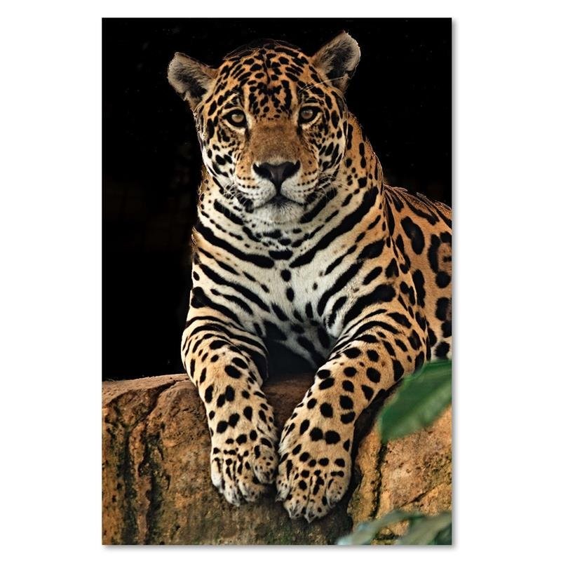 Canvas print, Leopard at rest