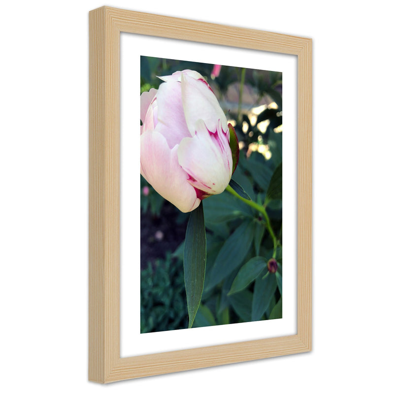 Picture in natural frame, White peony