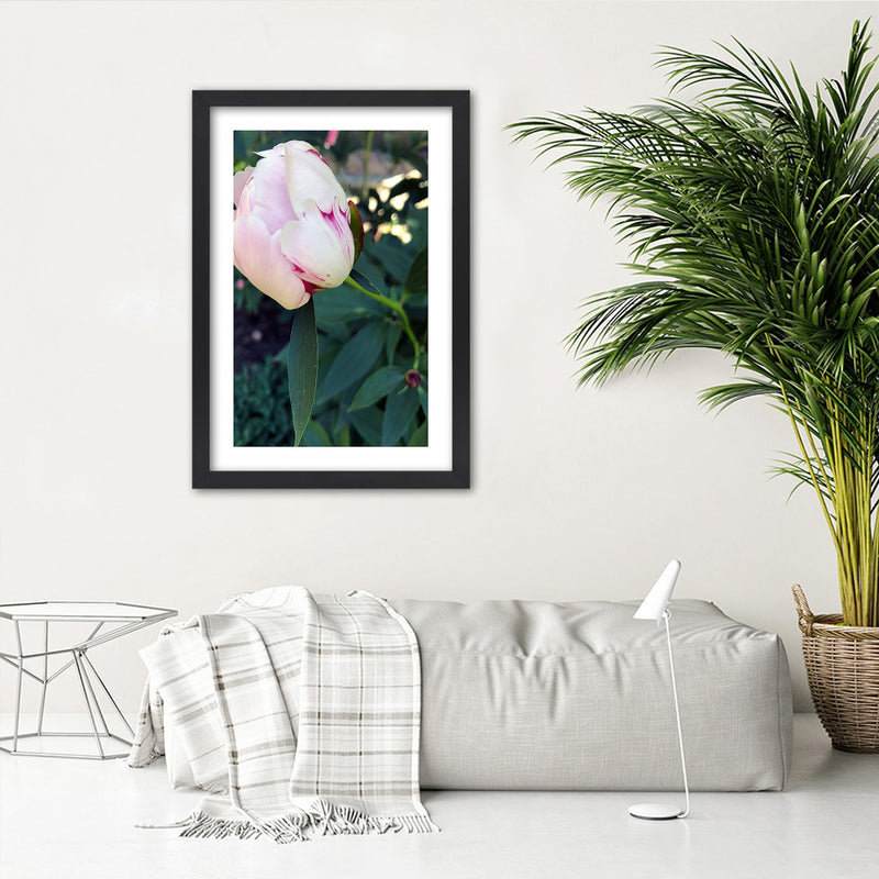 Picture in black frame, White peony