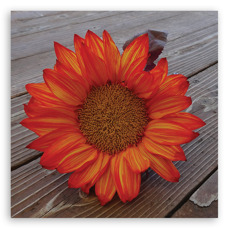 Canvas print, Orange sunflower