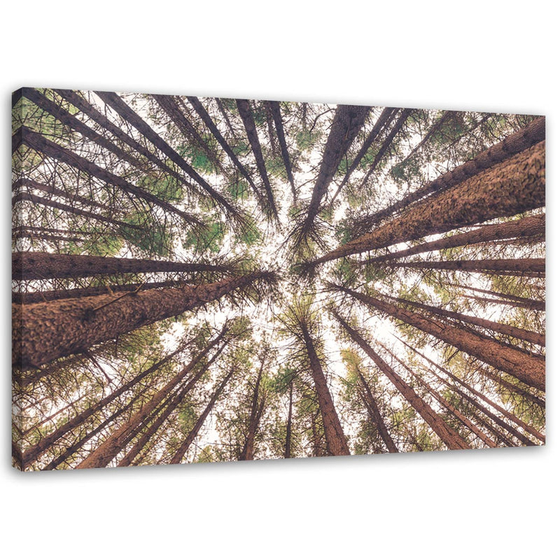 Canvas print, Tall pines