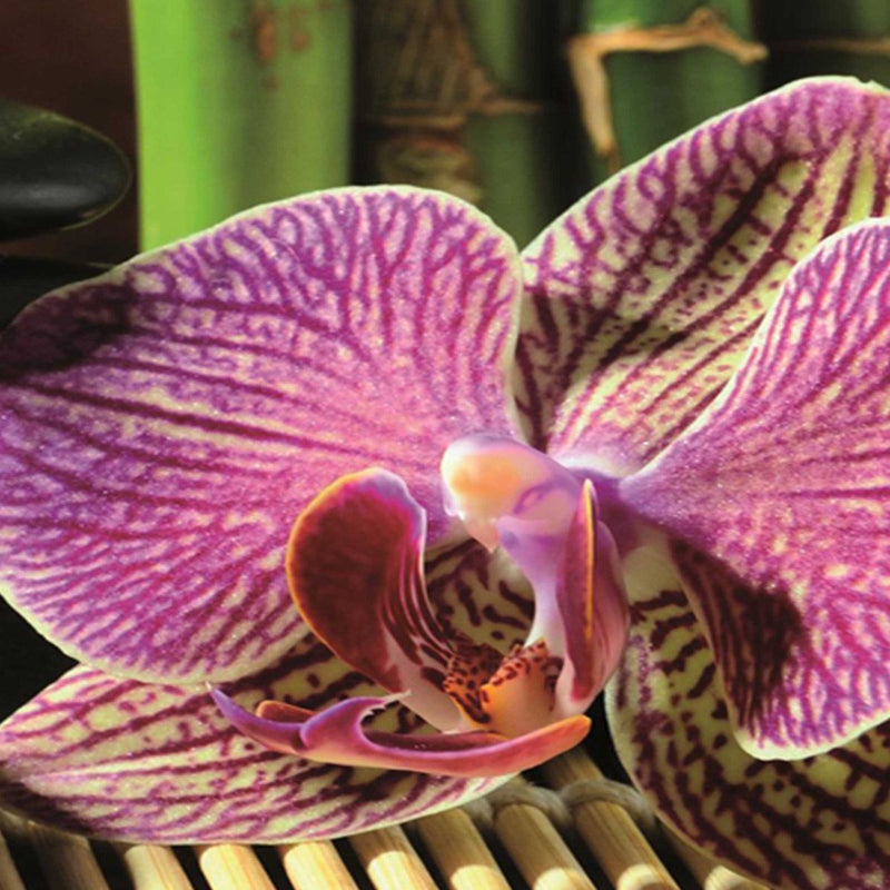 Separador de ambientes Doble cara, Guijarros y orquídeas