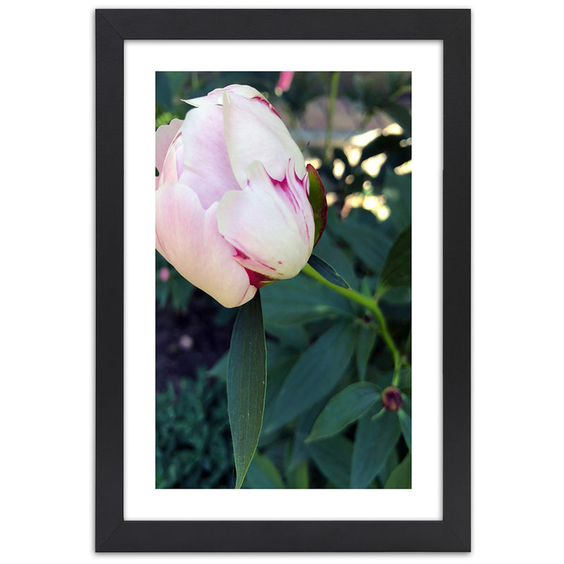 Picture in black frame, White peony