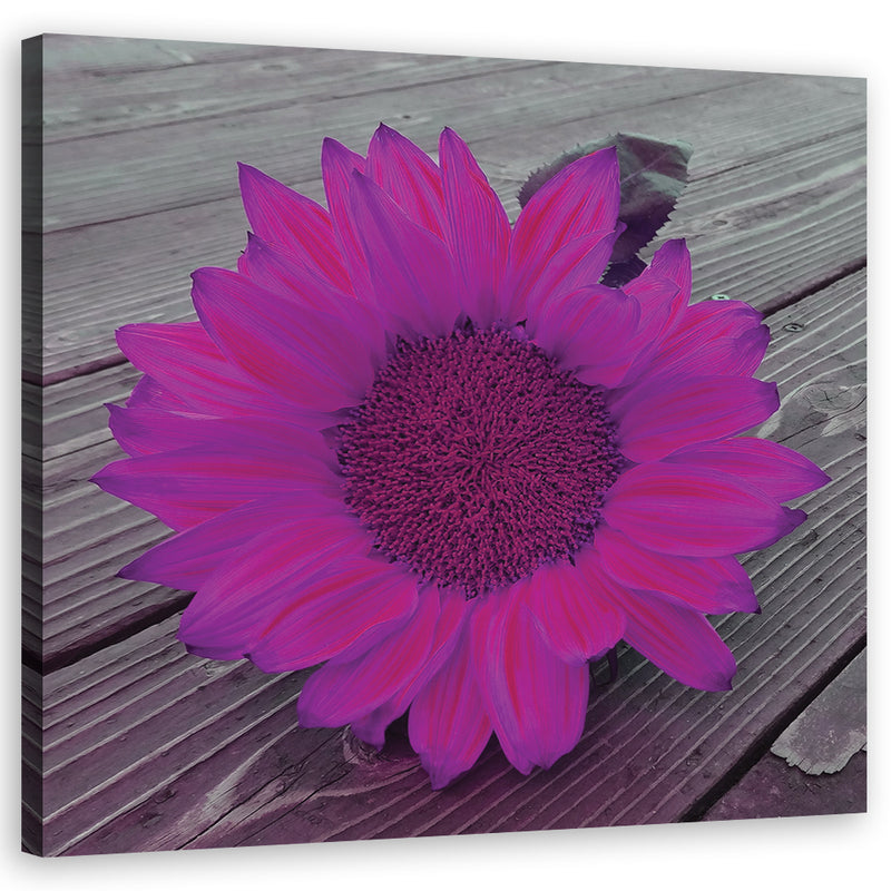 Canvas print, Pink sunflower