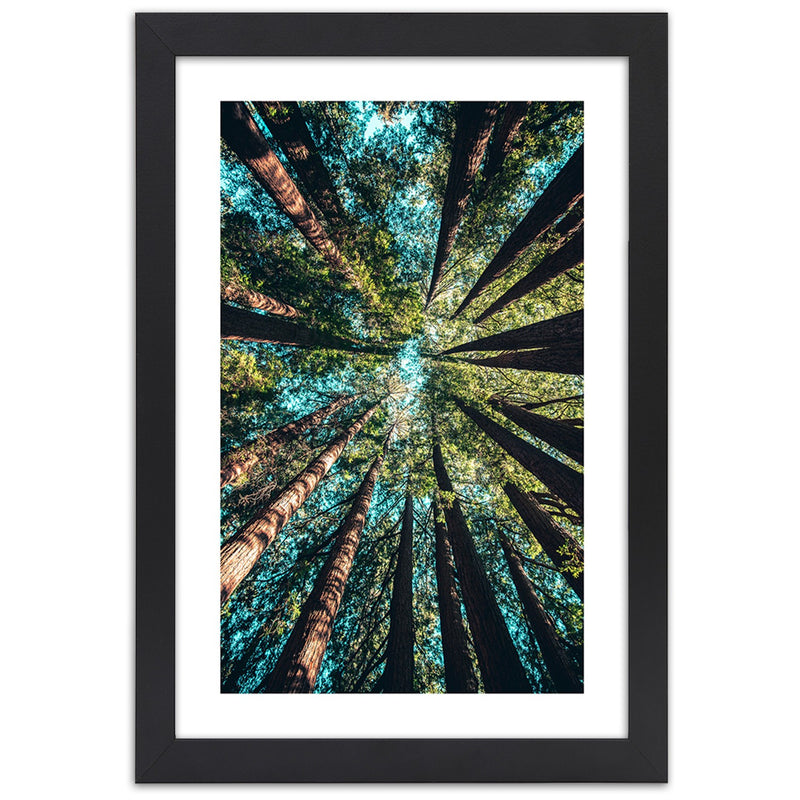 Picture in black frame, The branches of tall trees