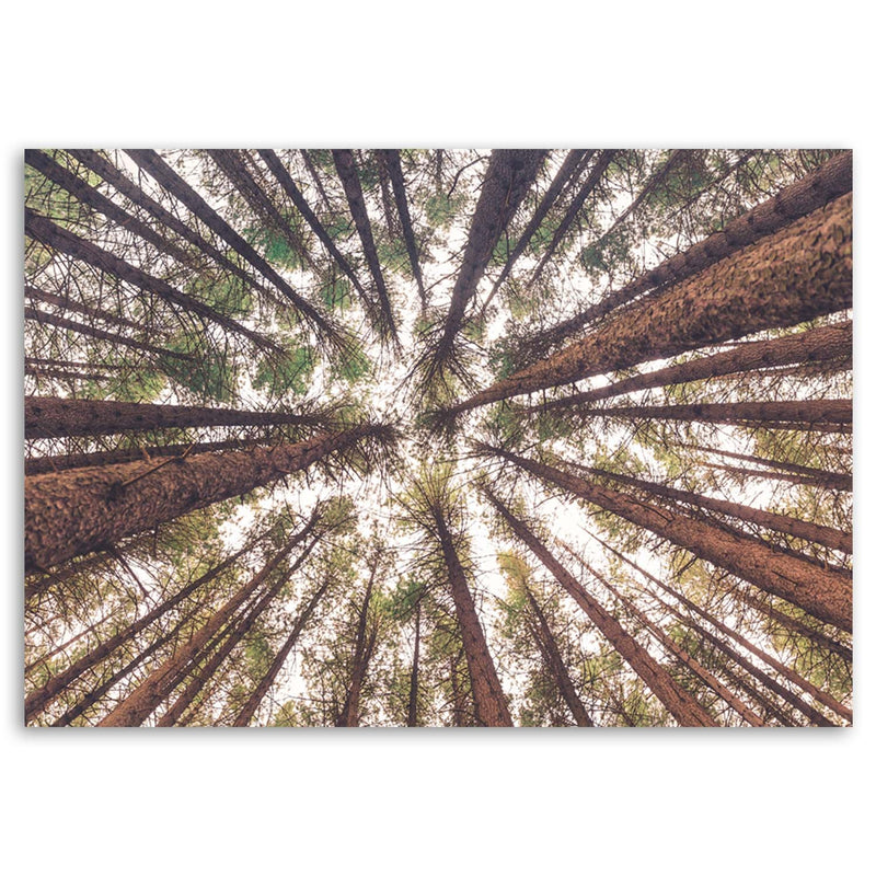 Canvas print, Tall pines